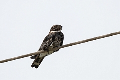 DPPhotography - Texas - Common nighthawk - I