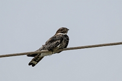 DPPhotography - Texas - Common nighthawk - J