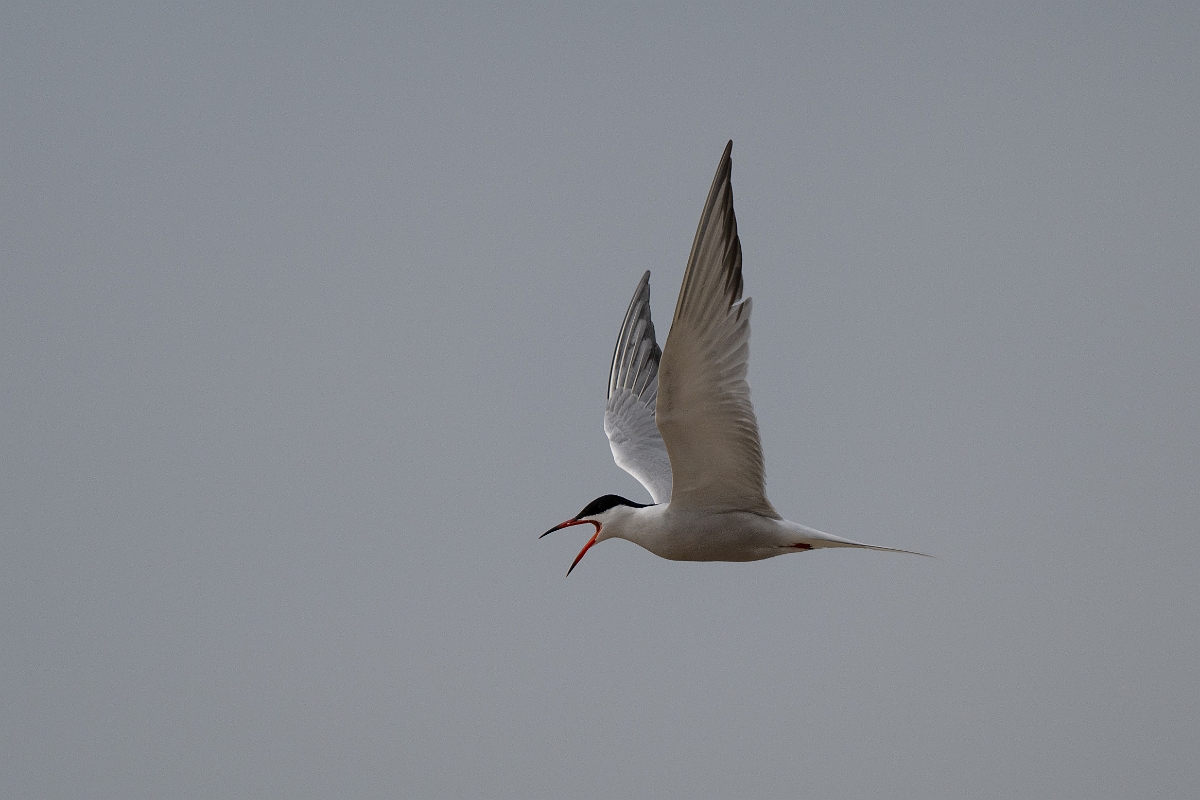 DPPhotography - Texas - Common tern - A.jpg - Common tern - Bolivar Flats, Bolivar Peninsula, Texas