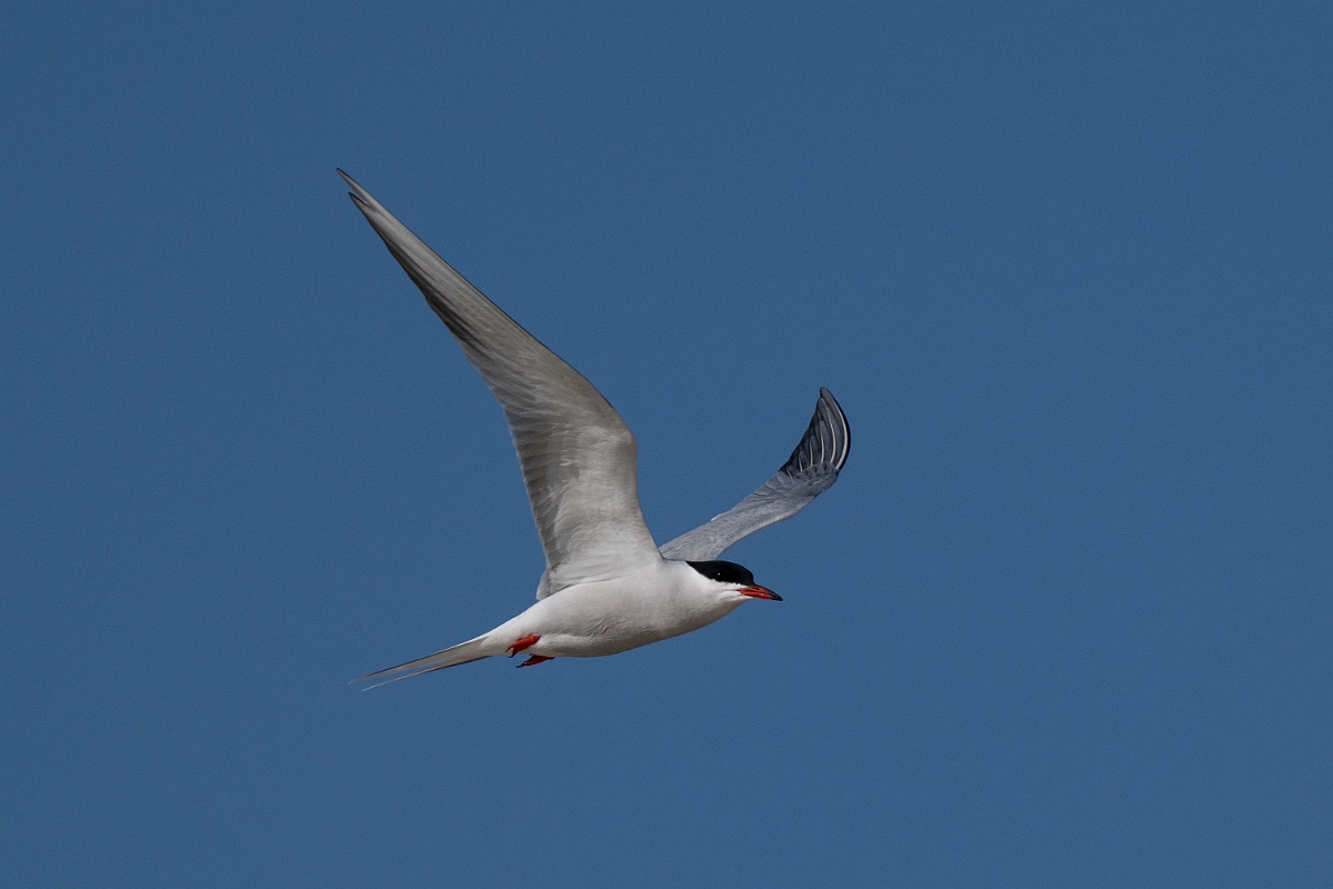 DPPhotography - Texas - Common tern - G.jpg - Common tern - Rollover Pass, Bolivar Peninsula, Texas