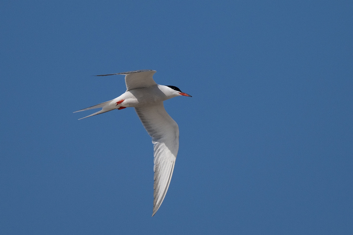 DPPhotography - Texas - Common tern - J.jpg - Common tern - Rollover Pass, Bolivar Peninsula, Texas