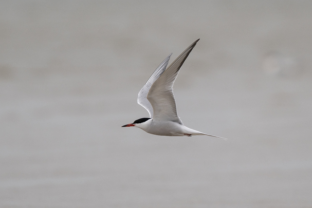 DPPhotography - Texas - Common tern -.jpg - Common tern - Bolivar Flats, Bolivar Peninsula, Texas