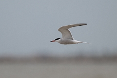 DPPhotography - Texas - Common tern - D