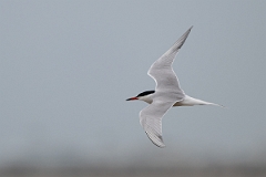 DPPhotography - Texas - Common tern - E
