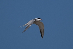DPPhotography - Texas - Common tern - H