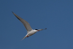 DPPhotography - Texas - Common tern - I