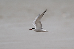 DPPhotography - Texas - Common tern -