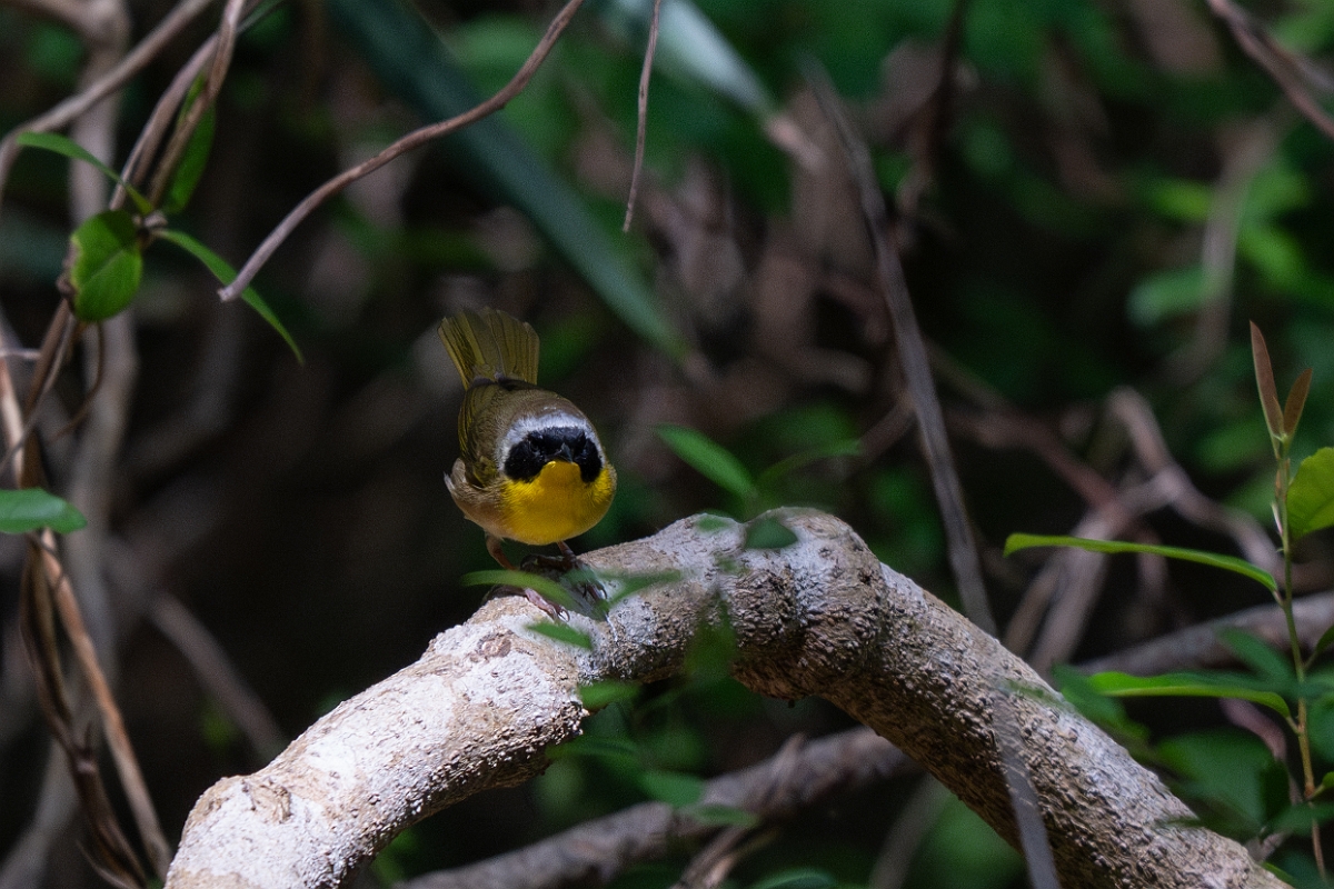 DPPhotography - Texas - Common yellowthroat - A.jpg - Common yellowthroat, male - Smith Oaks, High Island, Texas