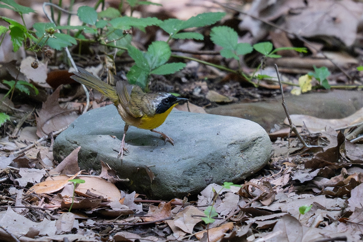 DPPhotography - Texas - Common yellowthroat - D.jpg - Common yellowthroat, male - Smith Oaks, High Island, Texas