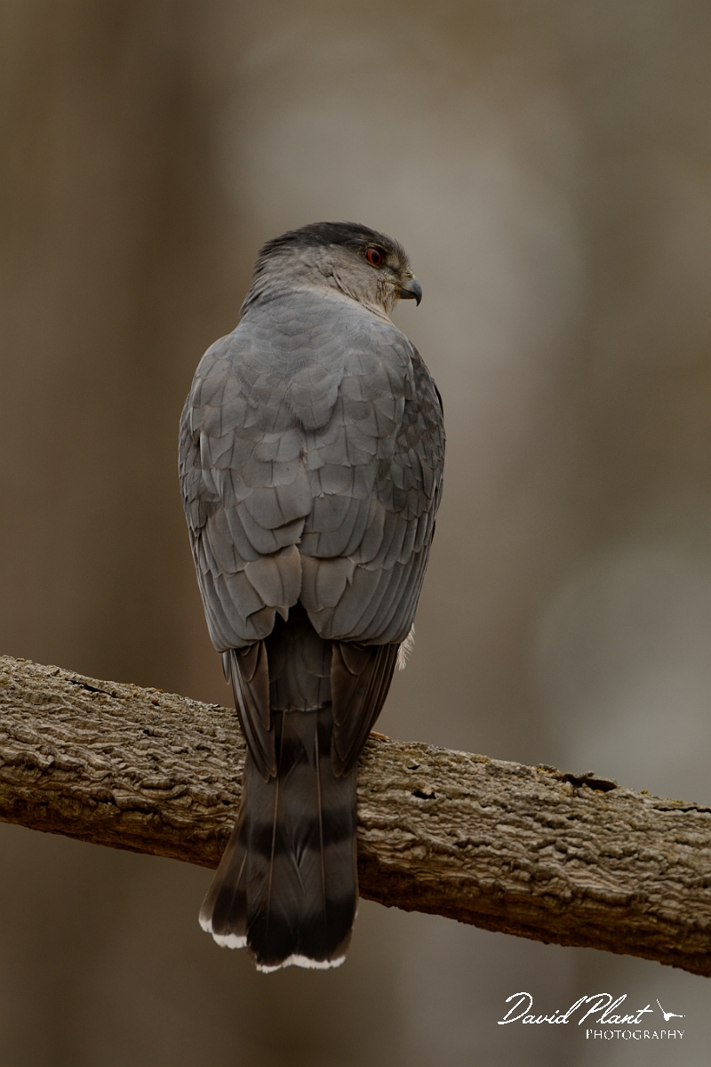 David Plant Photography - Wildlife Photography - Cooper's hawk - A.jpg - Cooper's hawk - Ipswich River WR, MA