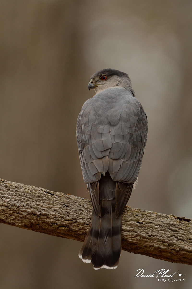 David Plant Photography - Wildlife Photography - Cooper's hawk - B.jpg - Cooper's hawk - Ipswich River WR, MA