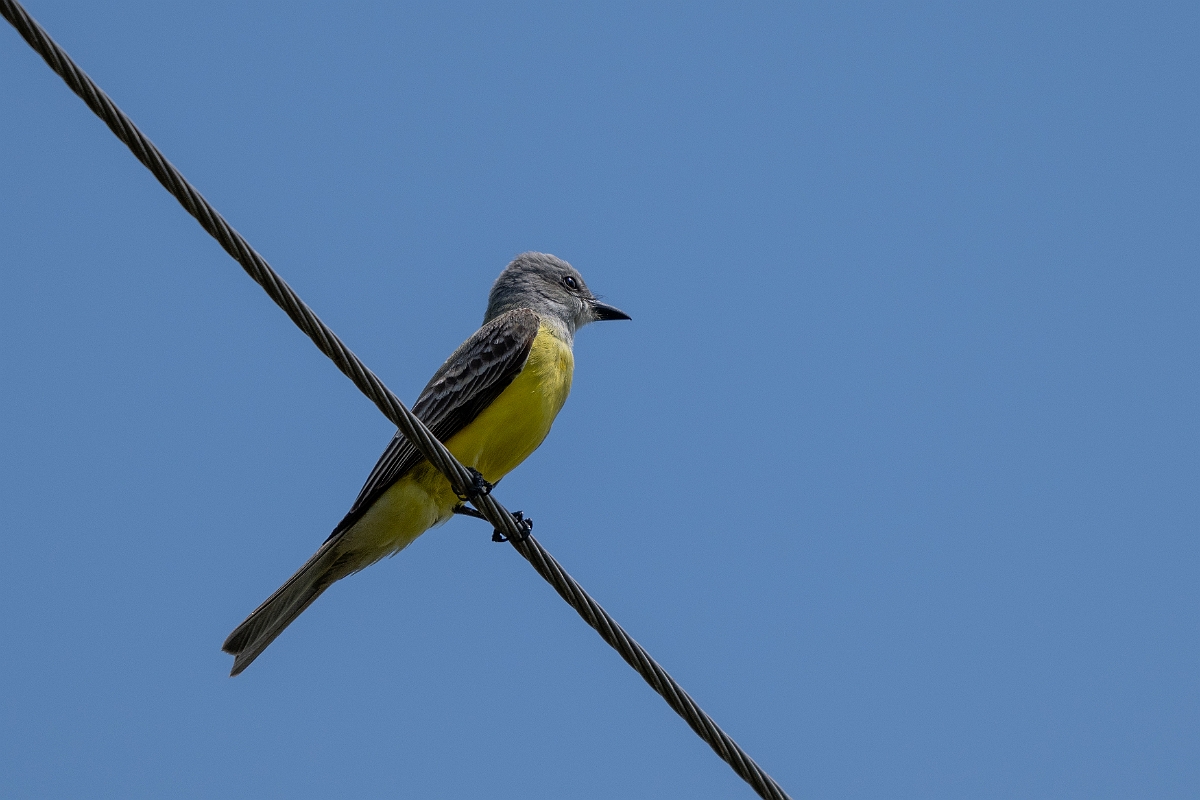 DPPhotography - Texas - Couch's kingbird - A.jpg - Couch's kingbird - Estero Llano Grande State Park, Texas