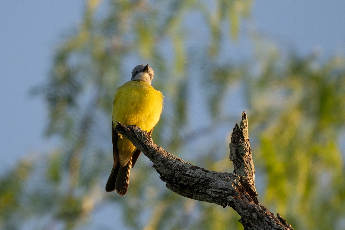 DPPhotography - Texas - Couch's kingbird - E.jpg - Couch's kingbird - Santa Ana NWR, Texas