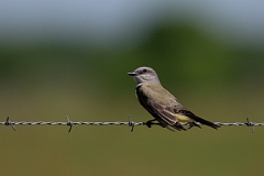 DPPhotography - Texas - Couch's kingbird - C