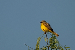 DPPhotography - Texas - Couch's kingbird - D