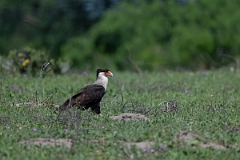 DPPhotography - Texas - Crested caracara - A