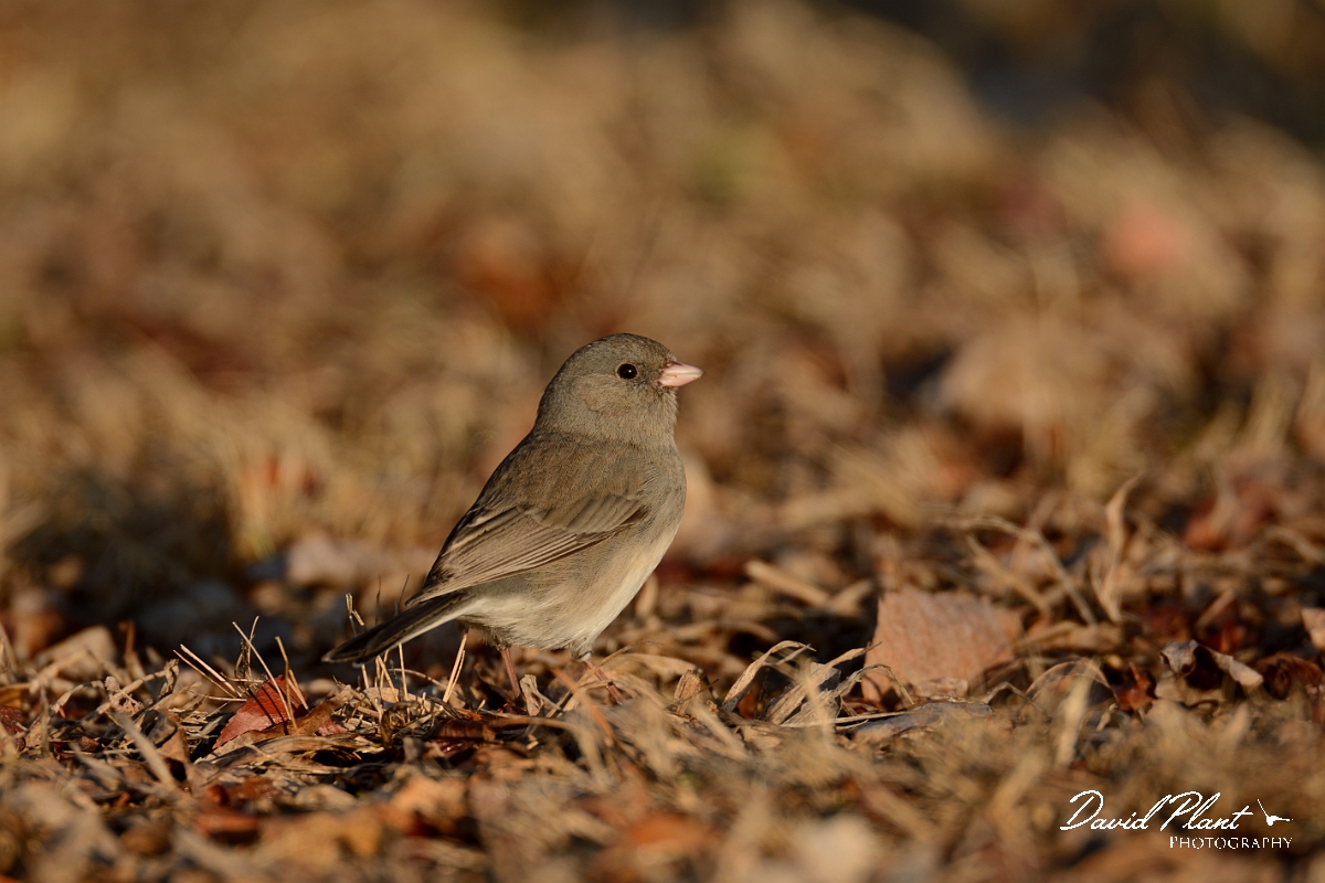 David Plant Photography - Wildlife Photography - Dark-eyed junco - A.jpg - Dark-eyed junco - Halibut Point, MA