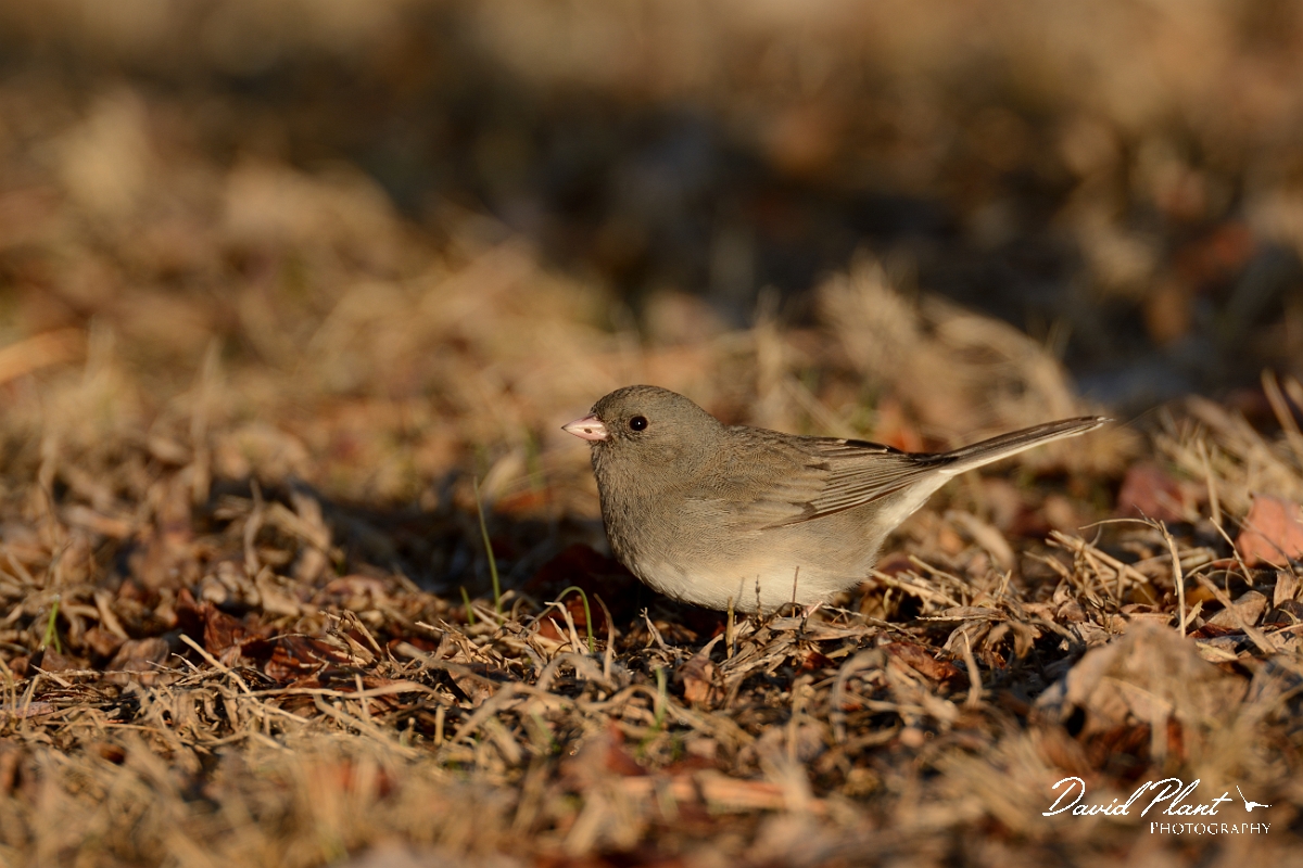 David Plant Photography - Wildlife Photography - Dark-eyed junco - B.jpg - Dark-eyed junco - Halibut Point, MA