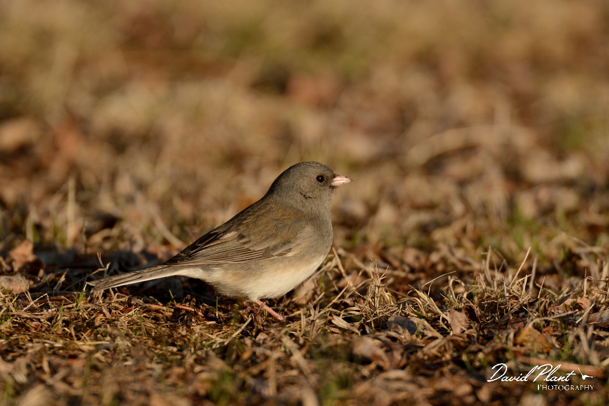 David Plant Photography - Wildlife Photography - Dark-eyed junco - C.jpg - Dark-eyed junco - Halibut Point, MA