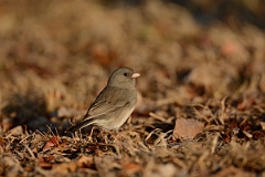 David Plant Photography - Wildlife Photography - Dark-eyed junco - A