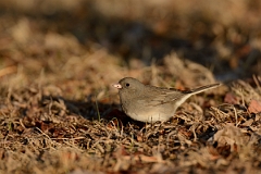 David Plant Photography - Wildlife Photography - Dark-eyed junco - B