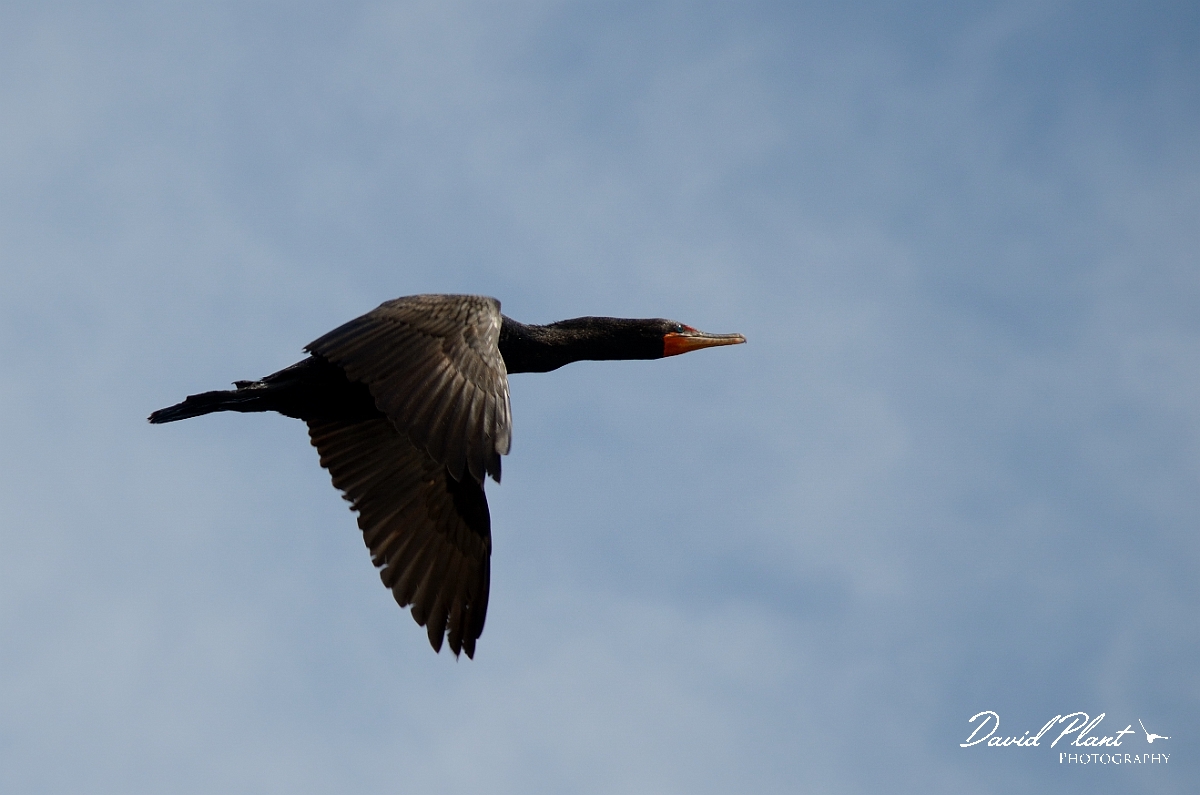 David Plant Photography - Wildlife Photography - Double-crested cormorant - A.jpg - Double-crested cormorant in flight - Halibut Point, MA