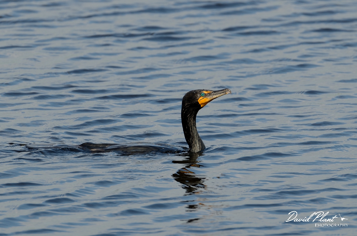 David Plant Photography - Wildlife Photography - Double-crested cormorant - B.jpg - Double-crested cormorant swimming - Plum Island, MA