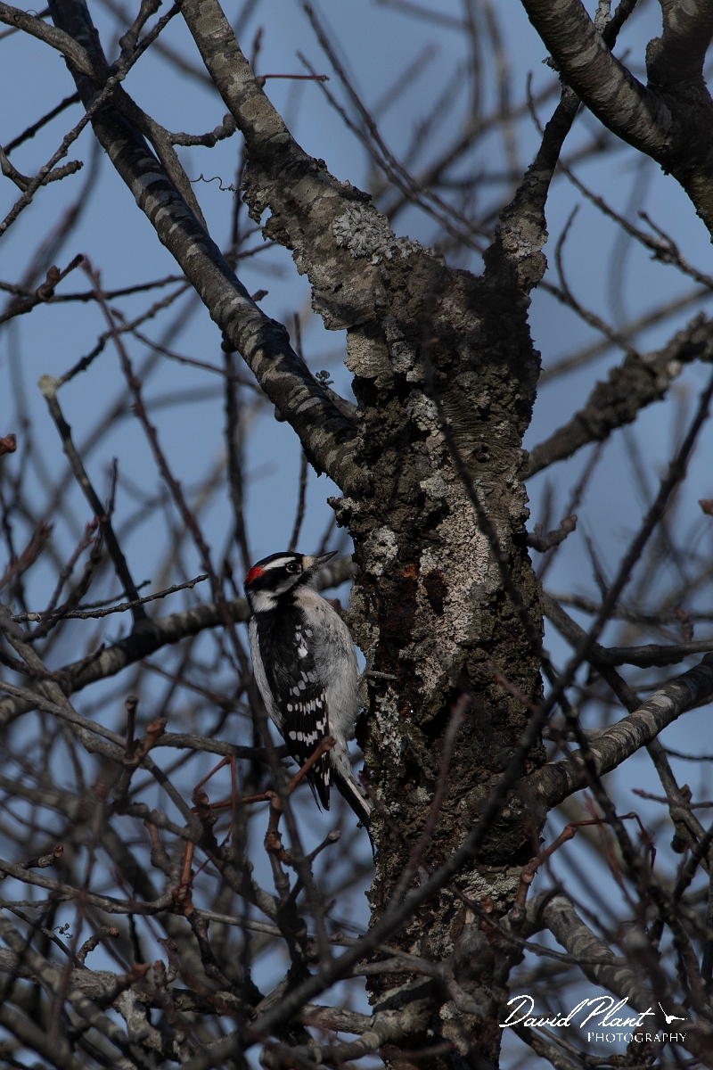 DPPhotography - Wildlife Photography - Downy woodpecker - F.jpg - Downy woodpecker - Plum Island, MA