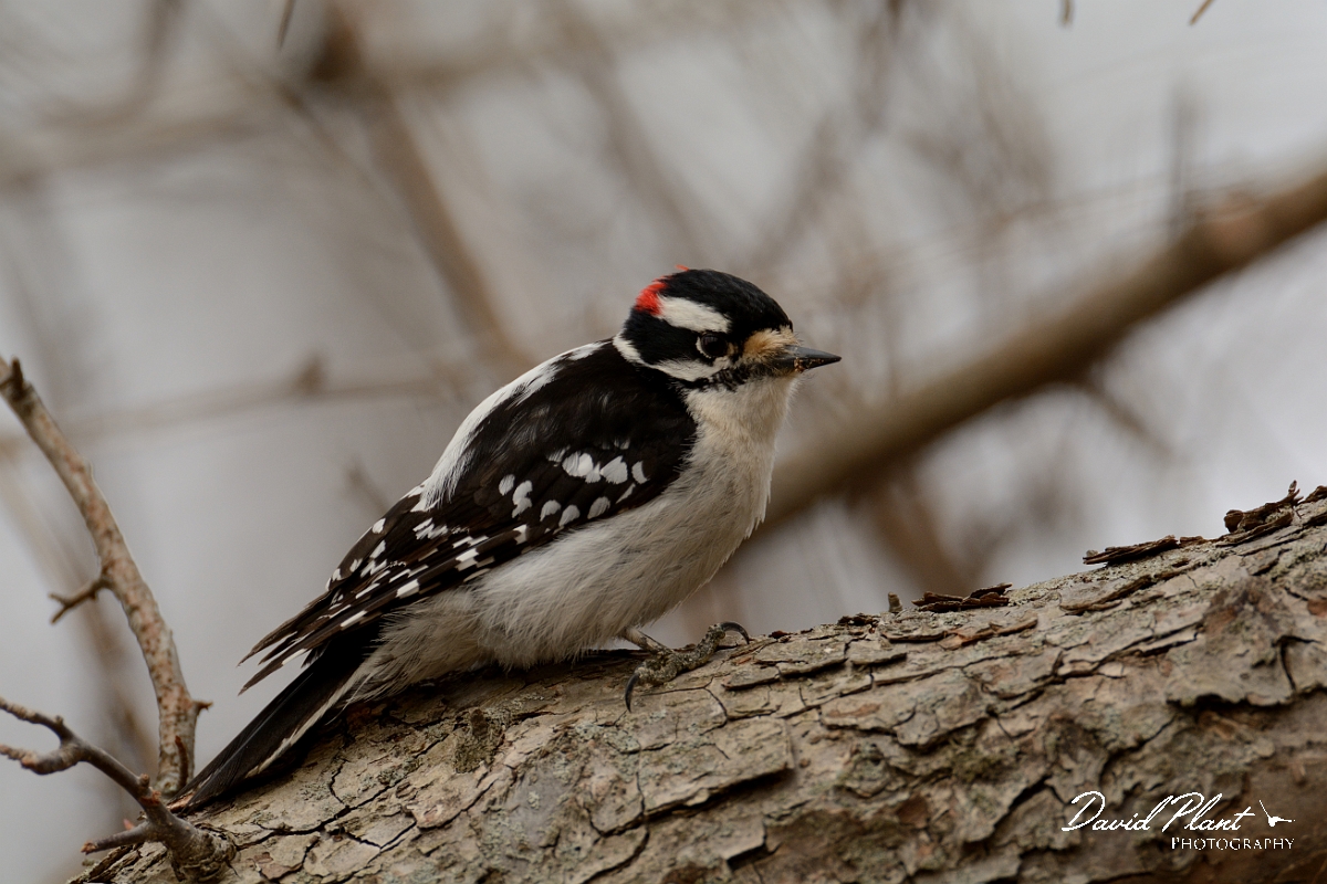 David Plant Photography - Wildlife Photography - Downy woodpecker - A.jpg - Downy woodpecker - Ipswich River WR, MA
