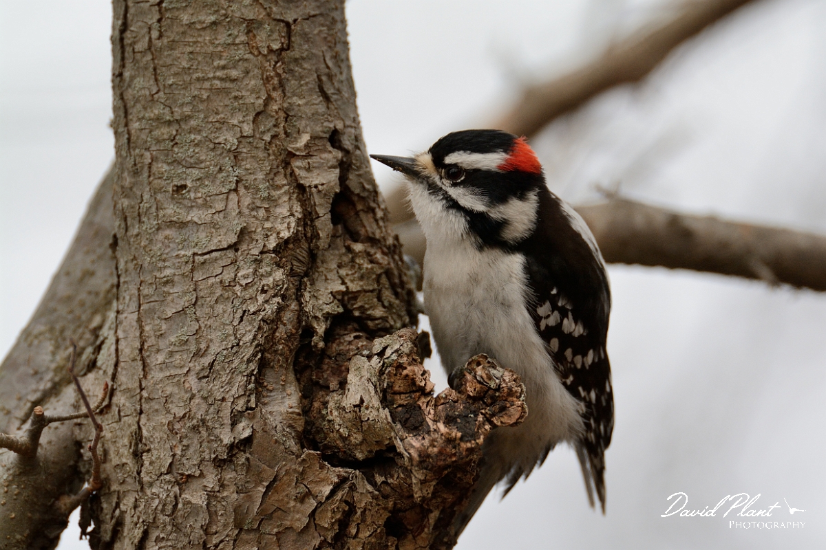 David Plant Photography - Wildlife Photography - Downy woodpecker - B.jpg - Downy woodpecker - Ipswich River WR, MA