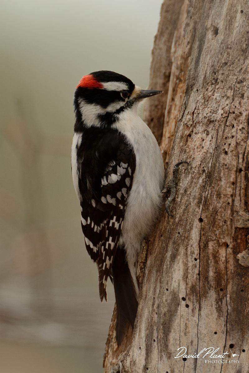 David Plant Photography - Wildlife Photography - Downy woodpecker - C.jpg - Downy woodpecker - Ipswich River WR, MA