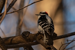 DPPhotography - Wildlife Photography - Downy woodpecker - D