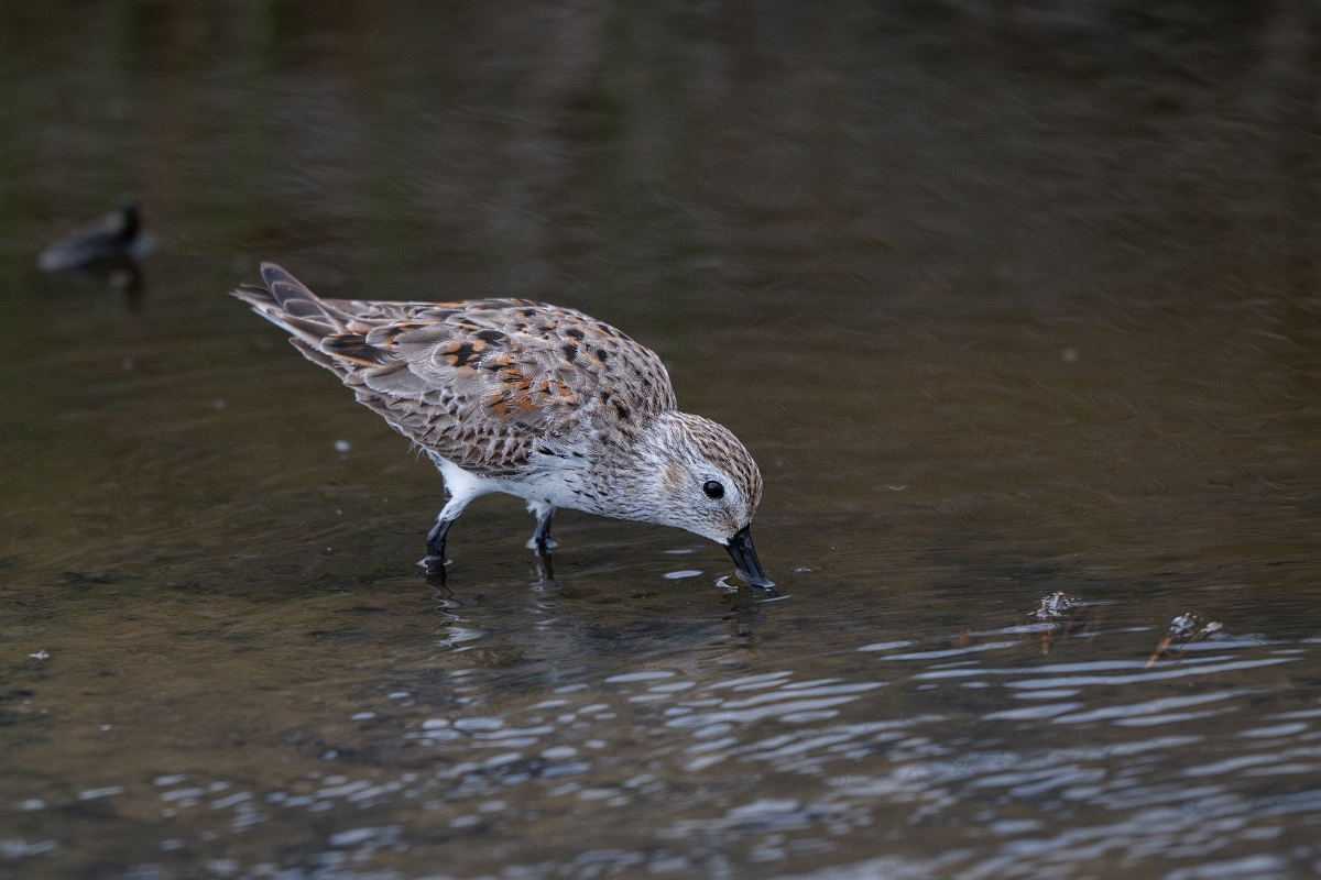 DPPhotography - Texas - Dunlin - A.jpg - Dunlin - Bolivar Flats, Bolivar Peninsula, Texas