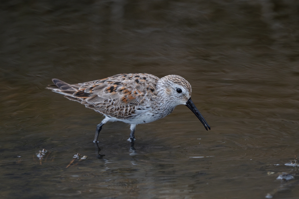 DPPhotography - Texas - Dunlin - B.jpg - Dunlin - Bolivar Flats, Bolivar Peninsula, Texas