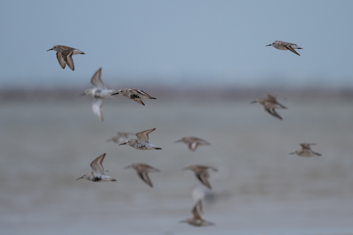 DPPhotography - Texas - Dunlin - D.jpg - Dunlin - Bolivar Flats, Bolivar Peninsula, Texas