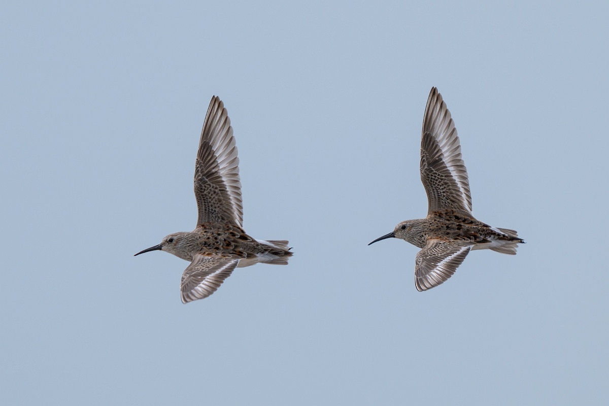 DPPhotography - Texas - Dunlin - E.jpg - Dunlin - Bolivar Flats, Bolivar Peninsula, Texas