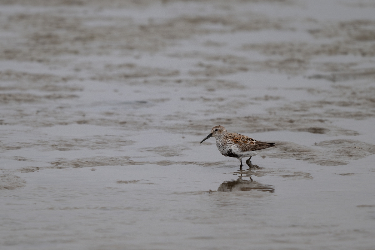DPPhotography - Texas - Dunlin - I.jpg - Dunlin - Rollover Pass, Bolivar Peninsula, Texas