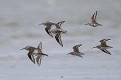 DPPhotography - Texas - Dunlin - F