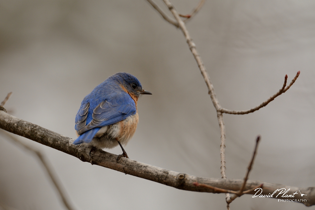 David Plant Photography - Wildlife Photography - Eastern bluebird - A.jpg - Eastern bluebird - Ipswich River WR, MA