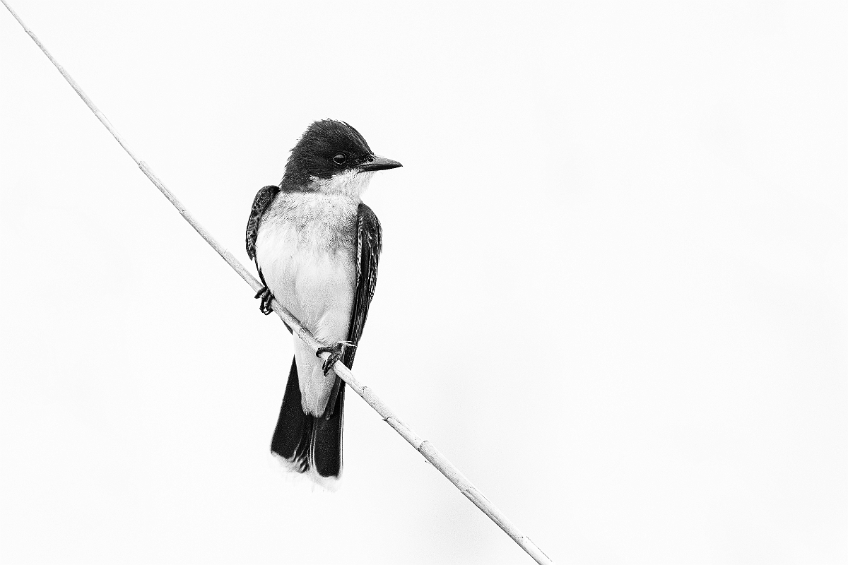 DPPhotography - Texas - Eastern kingbird - B.jpg - Eastern kingbird B&W - Anahuac NWR, Texas