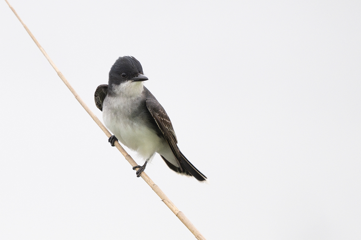DPPhotography - Texas - Eastern kingbird - C.jpg - Eastern kingbird - Anahuac NWR, Texas