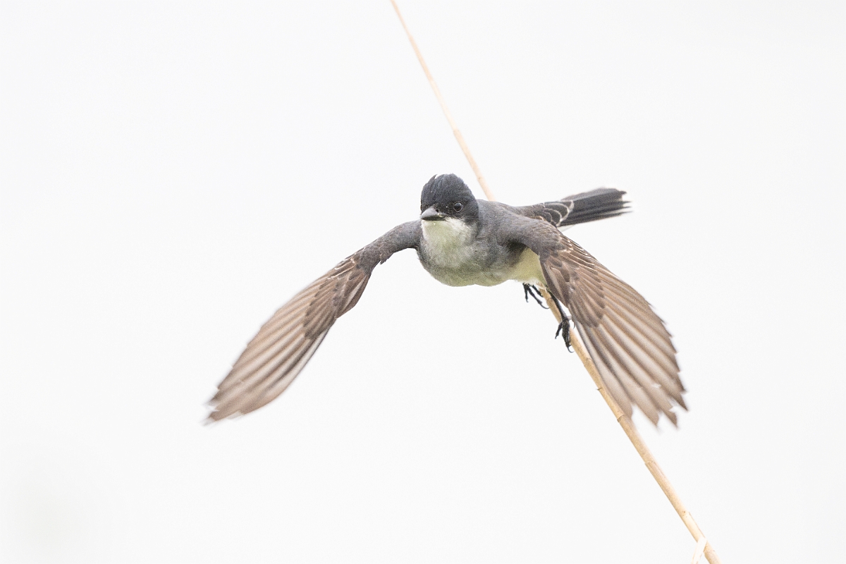DPPhotography - Texas - Eastern kingbird - D.jpg - Eastern kingbird - Anahuac NWR, Texas