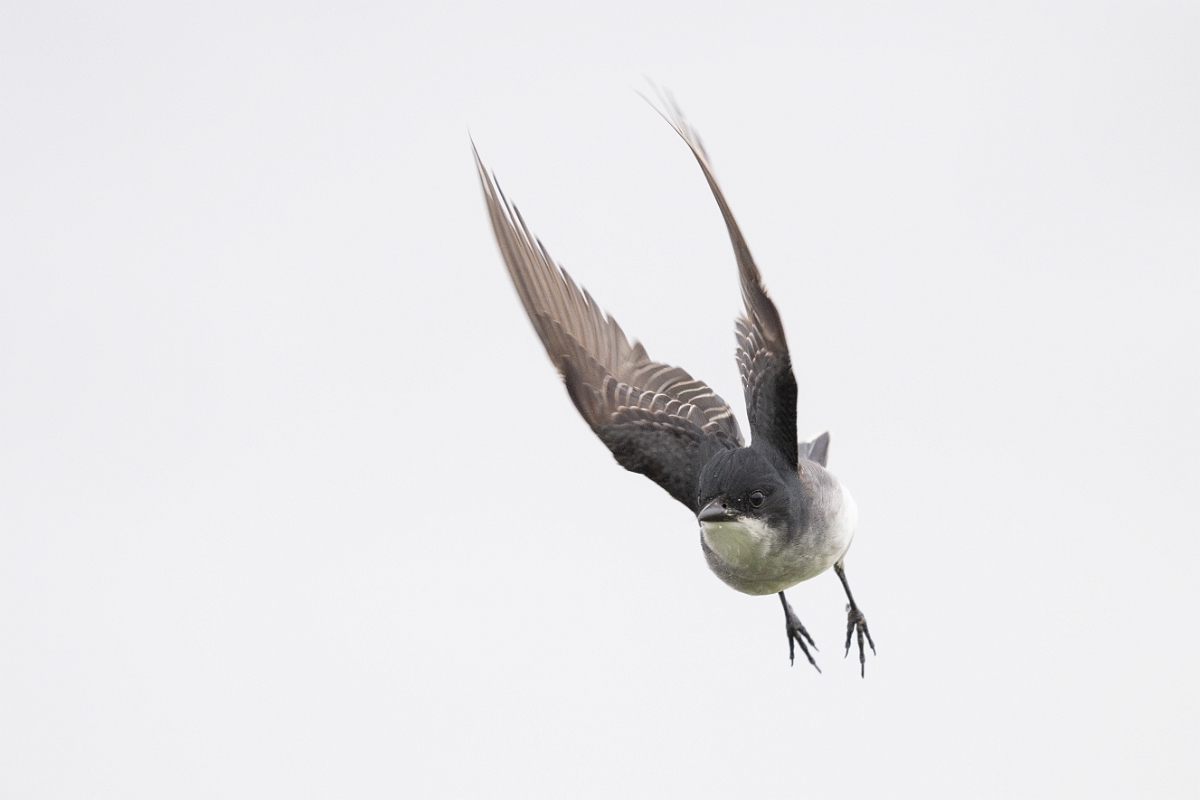 DPPhotography - Texas - Eastern kingbird - E.jpg - Eastern kingbird - Anahuac NWR, Texas