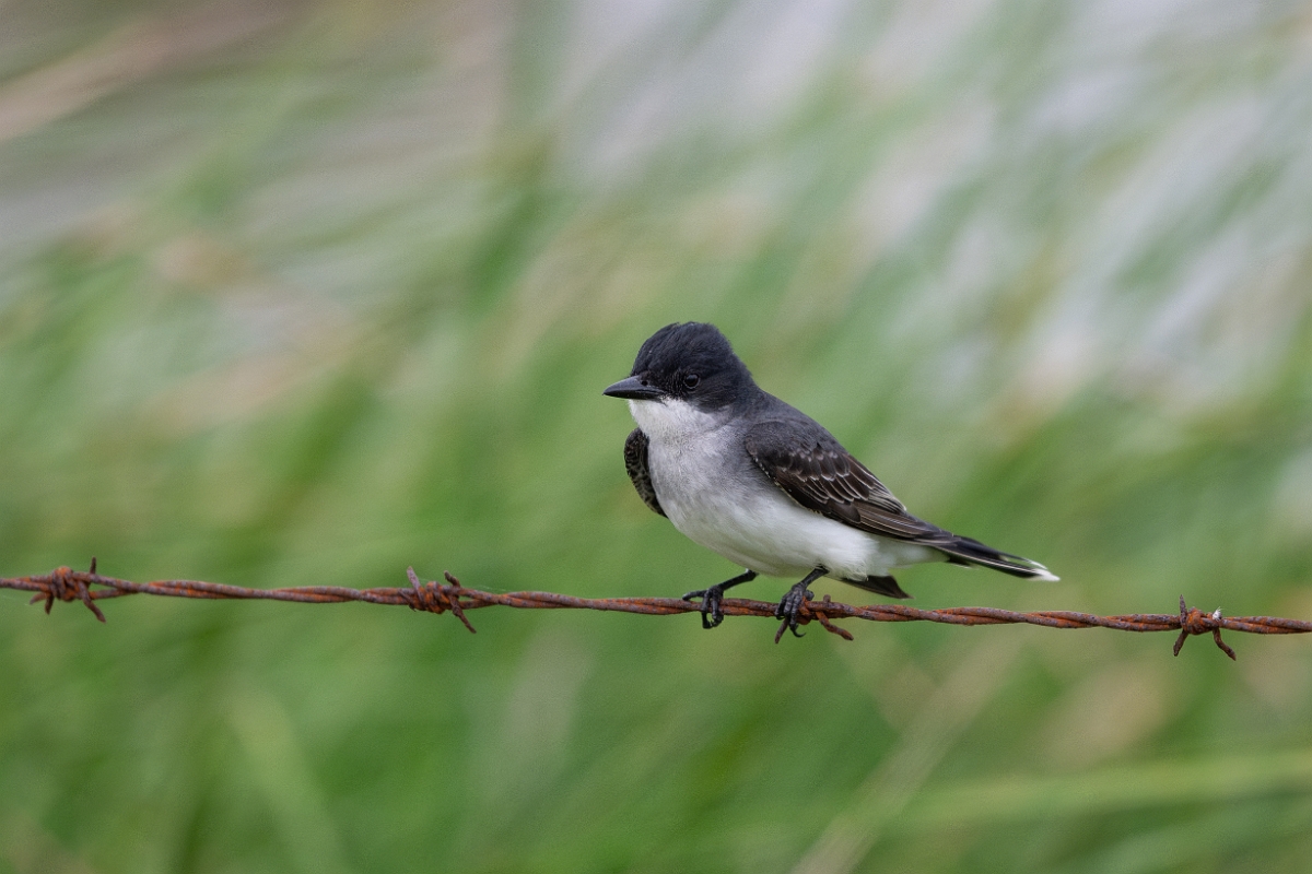 DPPhotography - Texas - Eastern kingbird - G.jpg - Eastern kingbird - Anahuac NWR, Texas