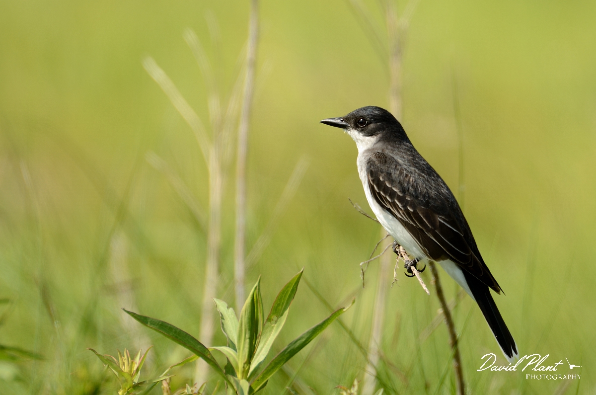 David Plant Photography - Wildlife Photography - Eastern kingbird - A.jpg - Eastern kingbird - Plum Island, MA