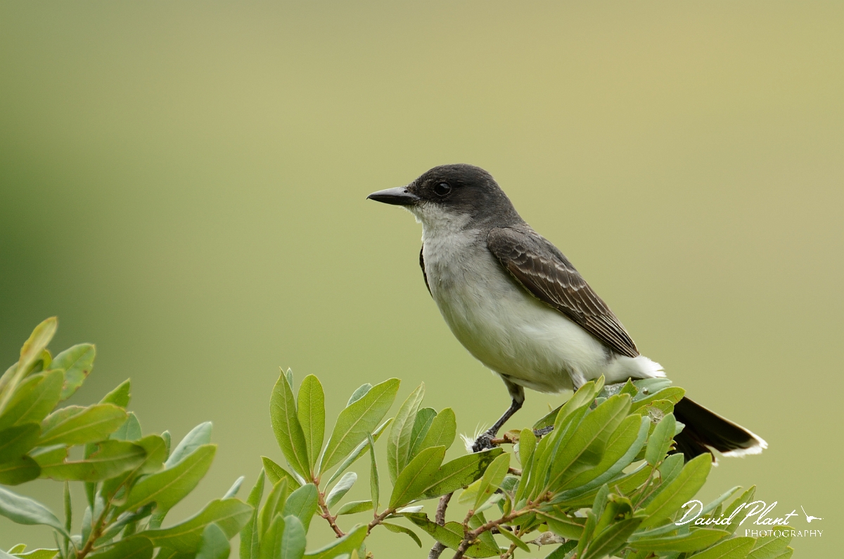David Plant Photography - Wildlife Photography - Eastern kingbird - B.jpg - Eastern kingbird - Plum Island, MA