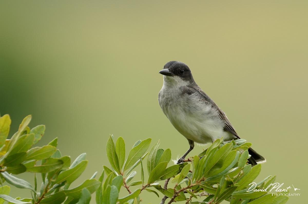 David Plant Photography - Wildlife Photography - Eastern kingbird - C.jpg - Eastern kingbird - Plum Island, MA