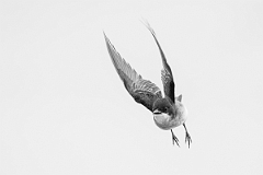 DPPhotography - Texas - Eastern kingbird - F