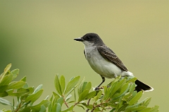 David Plant Photography - Wildlife Photography - Eastern kingbird - B
