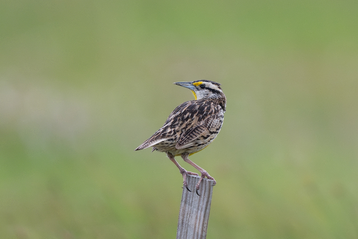 DPPhotography - Texas - Eastern meadowlark - B.jpg - Eastern meadowlark - Bolivar Flats, Bolivar Peninsula